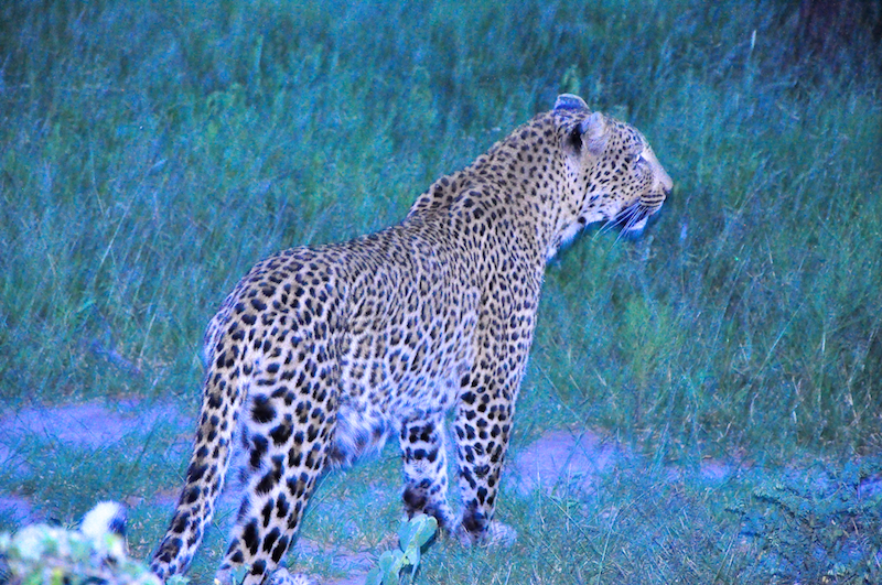 Melanie Heinrich - travel images - Lion Sands Private game reserver Hazyview